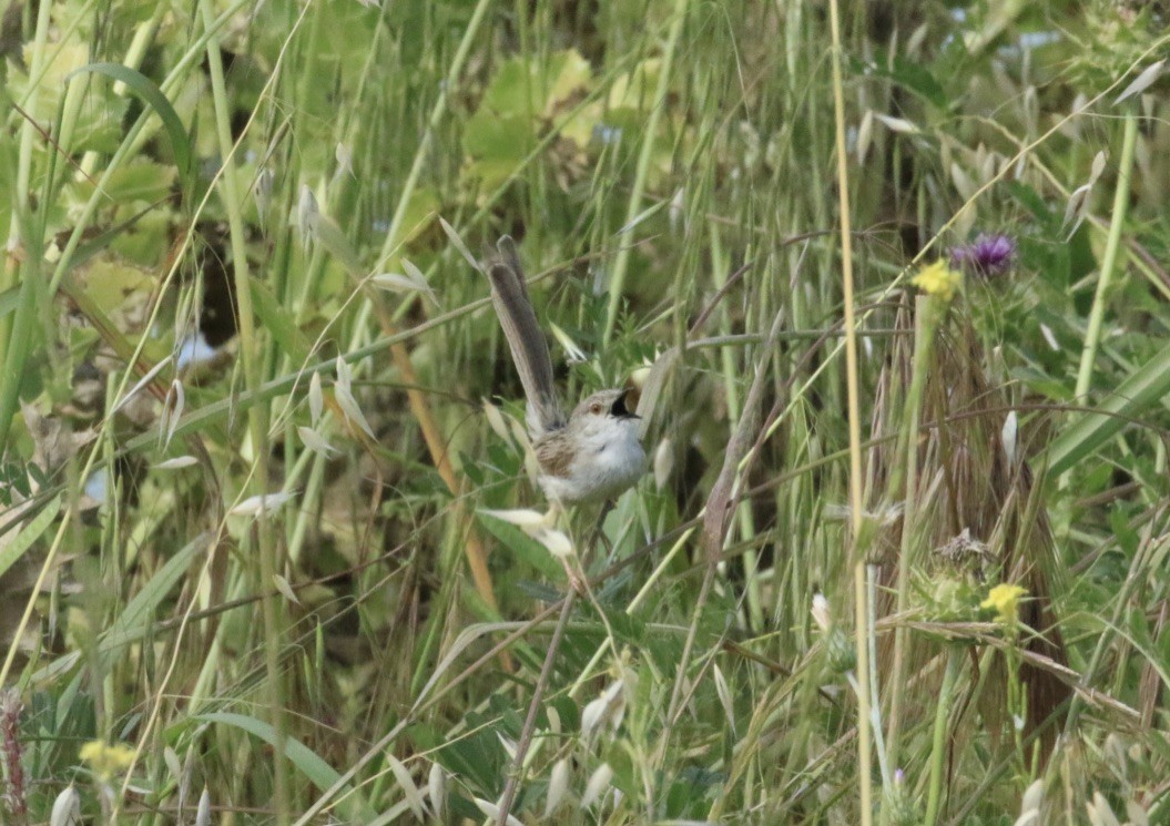 Delicate Prinia - ML156777701