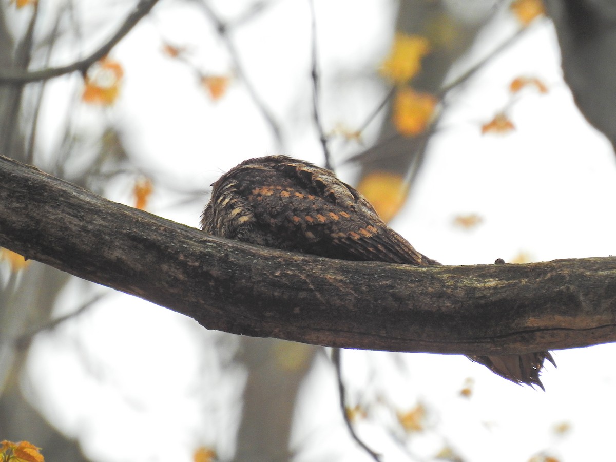 Eastern Whip-poor-will - ML156778411