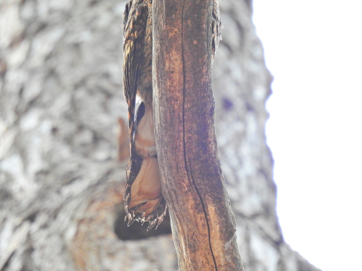 Eastern Whip-poor-will - ML156778451