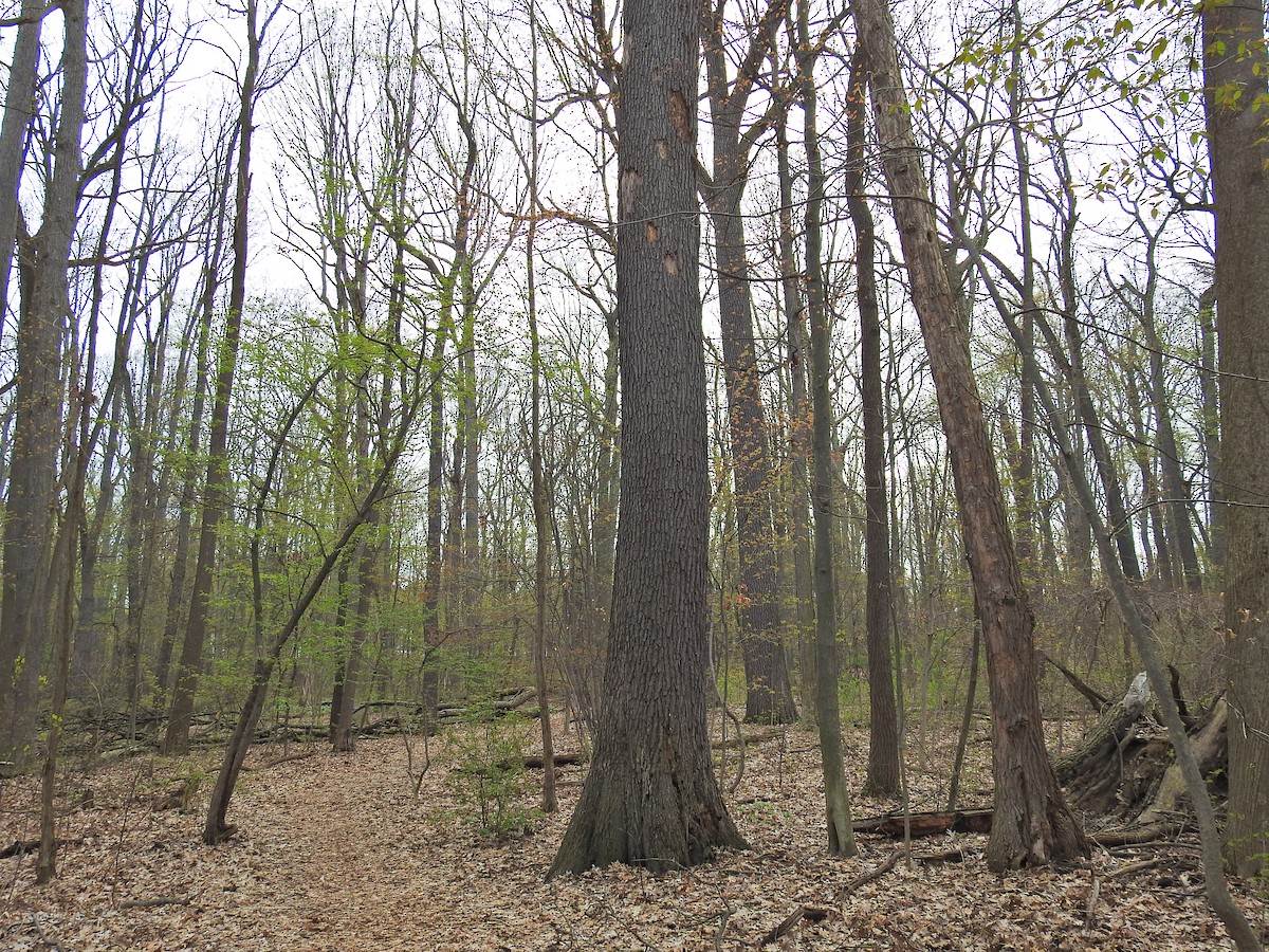 Eastern Whip-poor-will - ML156778491