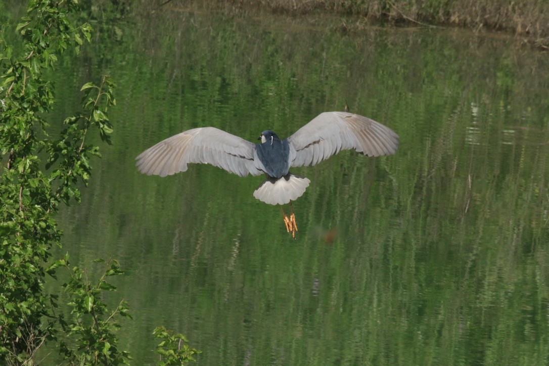 Black-crowned Night Heron - ML156778531