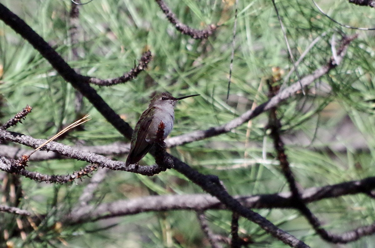 Broad-tailed Hummingbird - Alex Patia