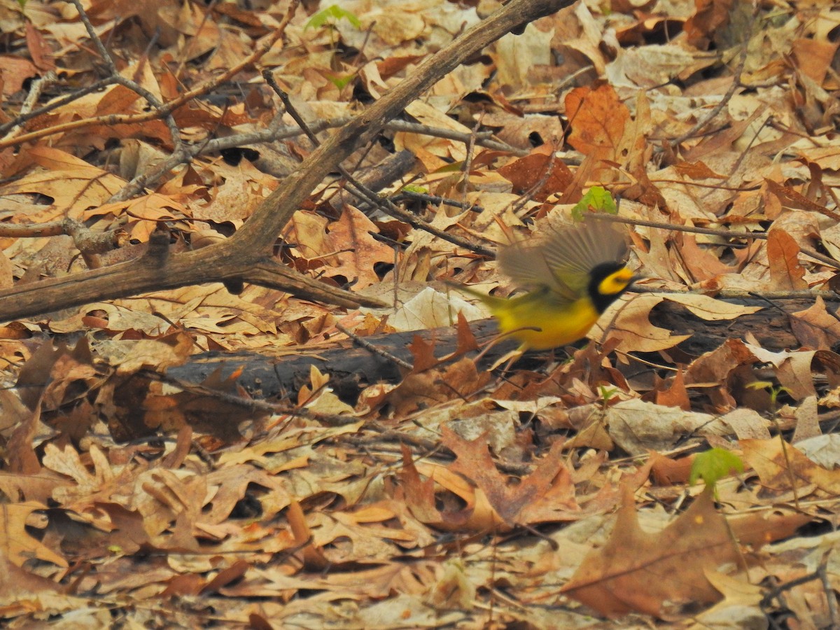 Hooded Warbler - Jeff Ward