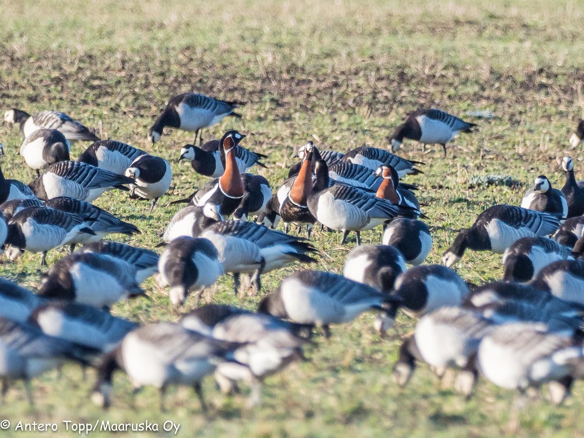 Red-breasted Goose - Antero Topp