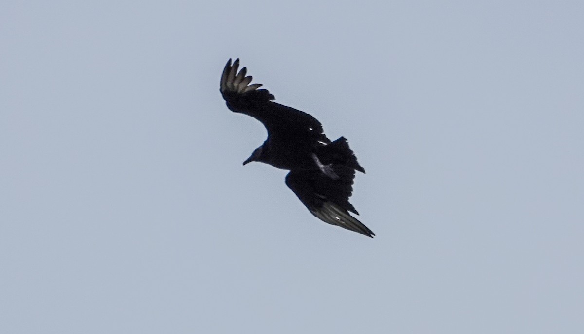 Black Vulture - Gale VerHague