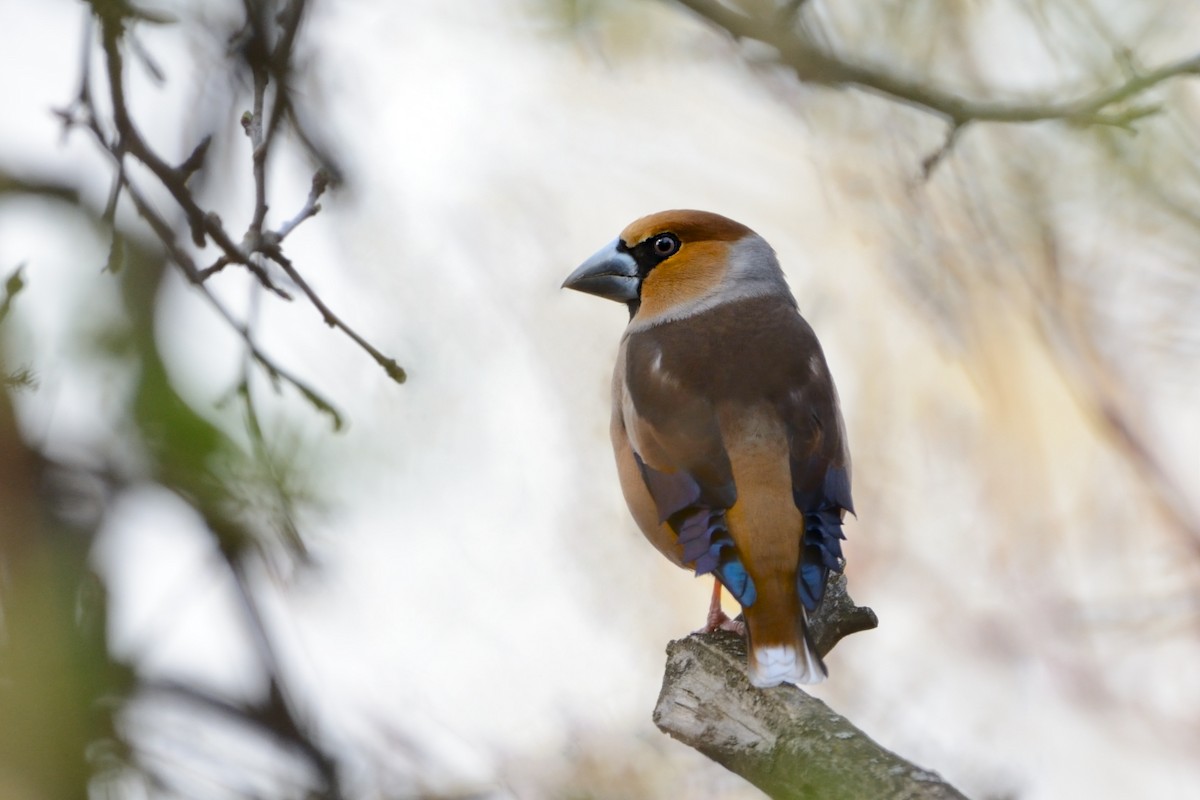 Hawfinch - ML156782031