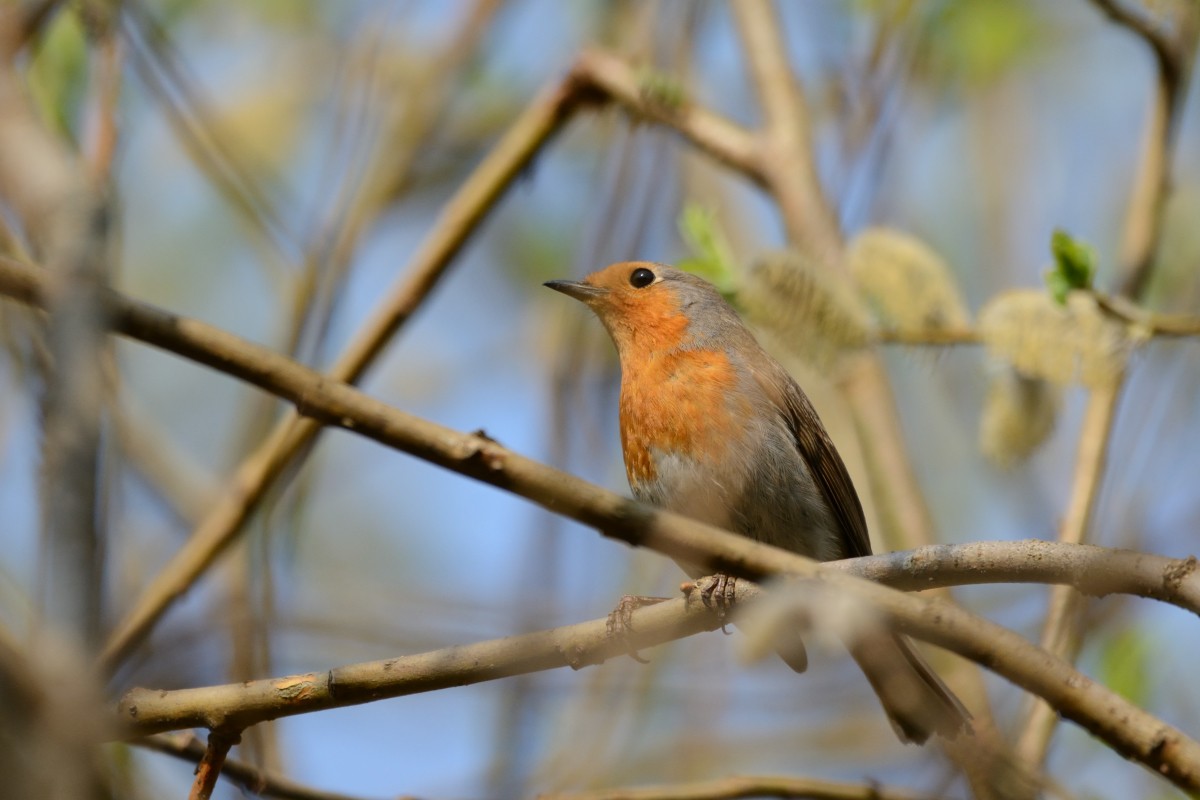 European Robin - ML156782591