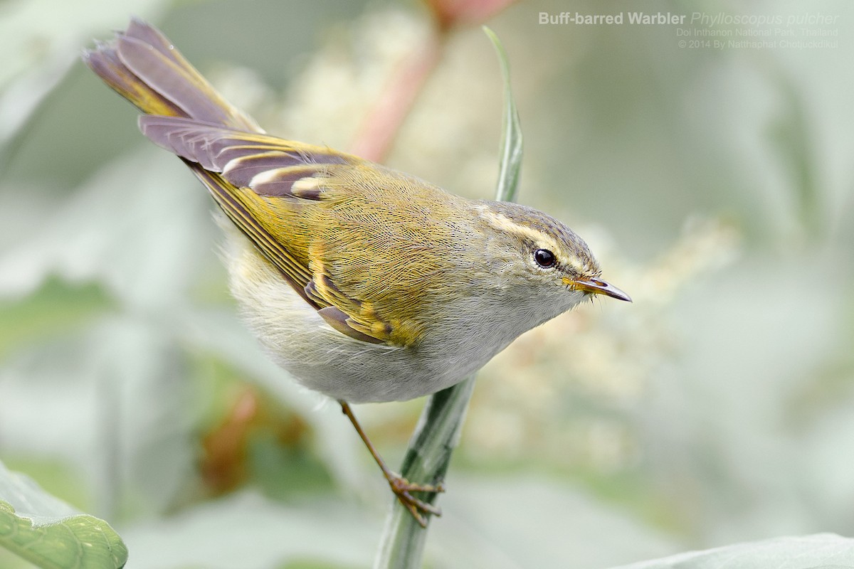 Buff-barred Warbler - Natthaphat Chotjuckdikul