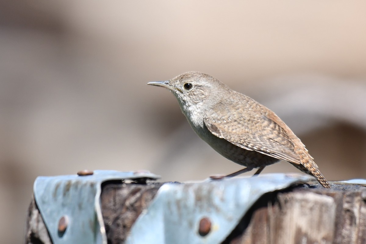 House Wren (Northern) - Ian Hearn