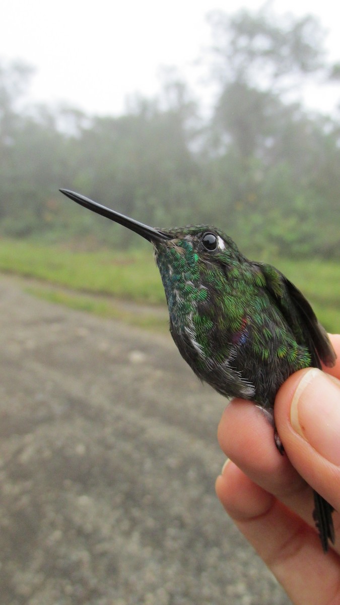 Colorful Puffleg - Ana María Maya Girón