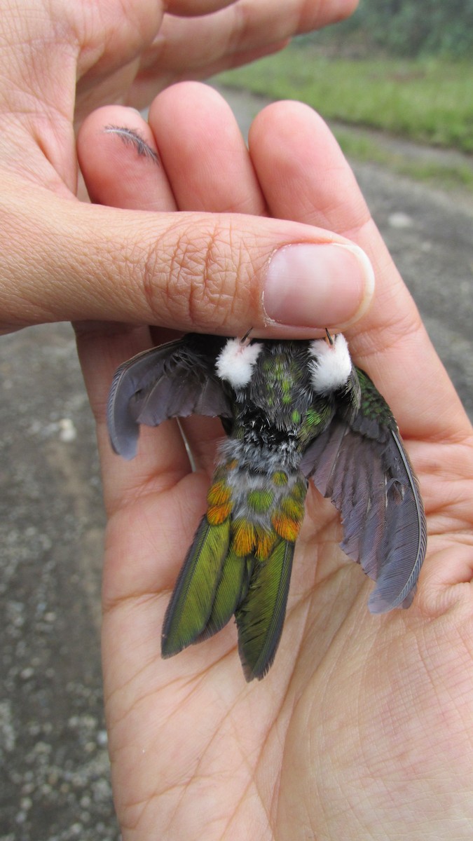 Colorful Puffleg - ML156784851