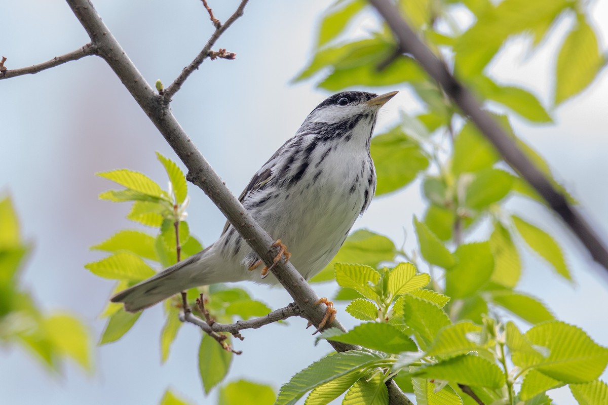 Blackpoll Warbler - Robert Raker
