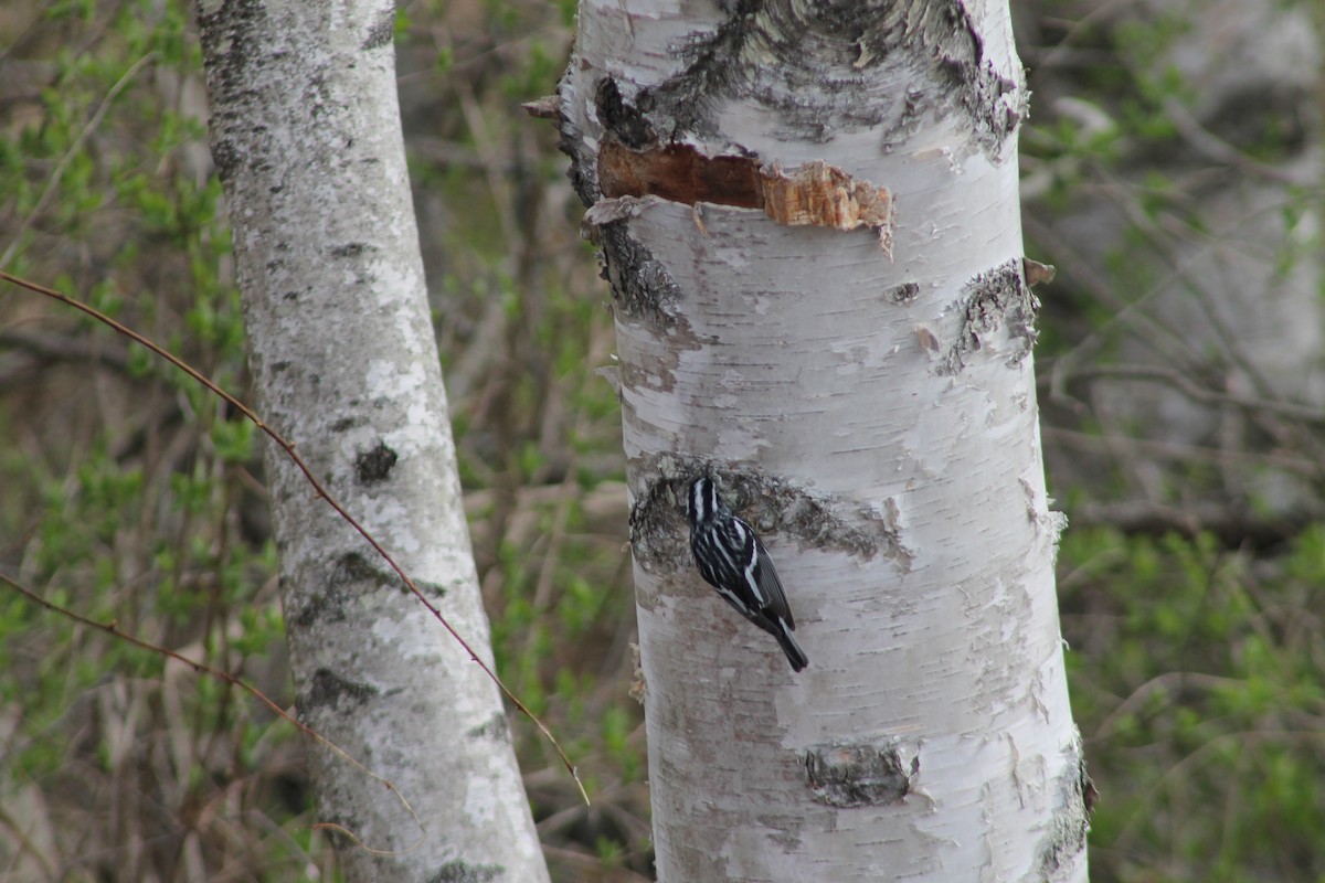 Black-and-white Warbler - ML156787061