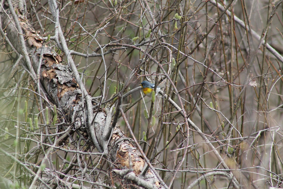 Northern Parula - ML156787381