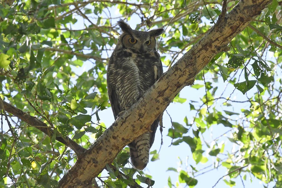 Great Horned Owl - Troy Hibbitts