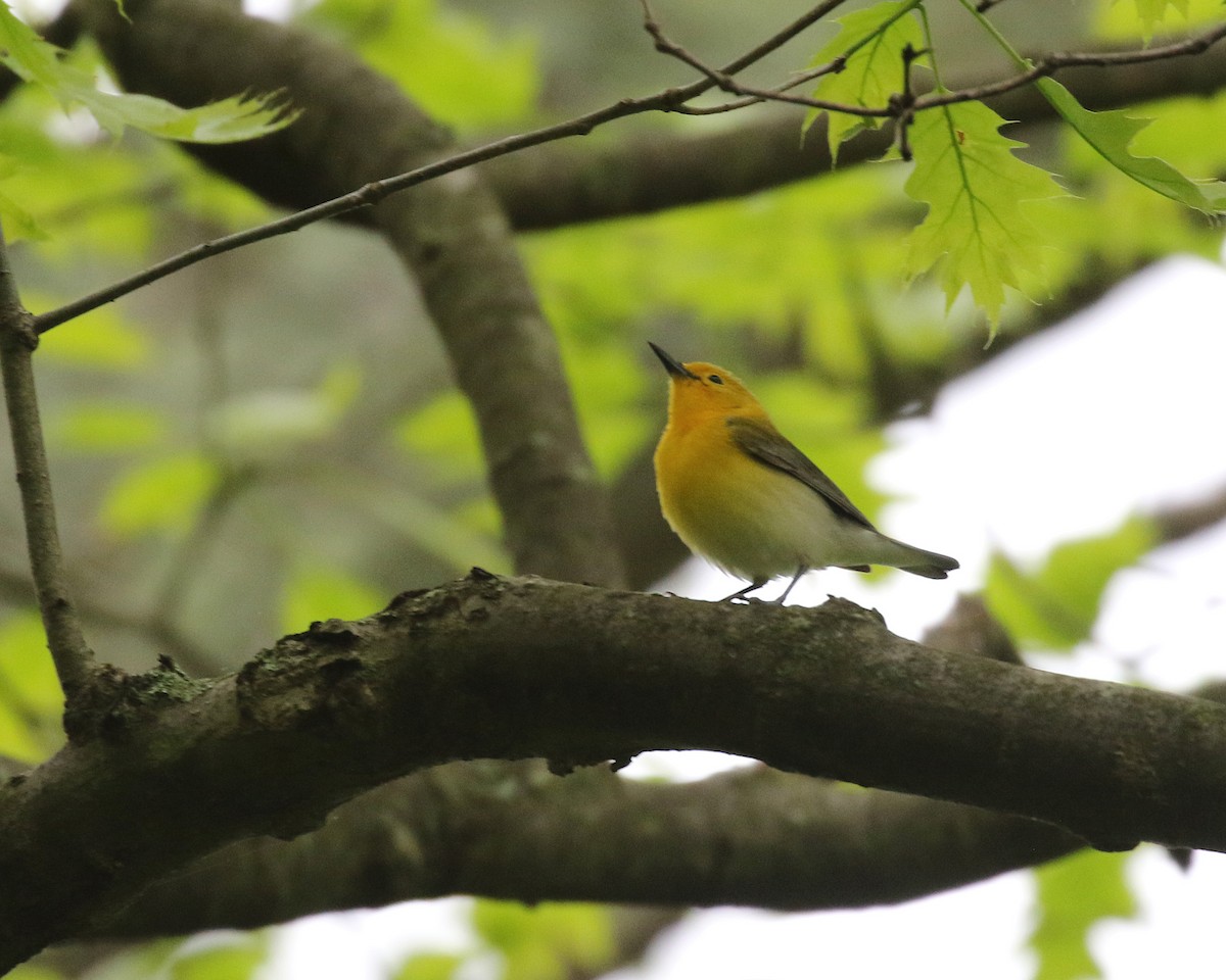 Prothonotary Warbler - ML156788951