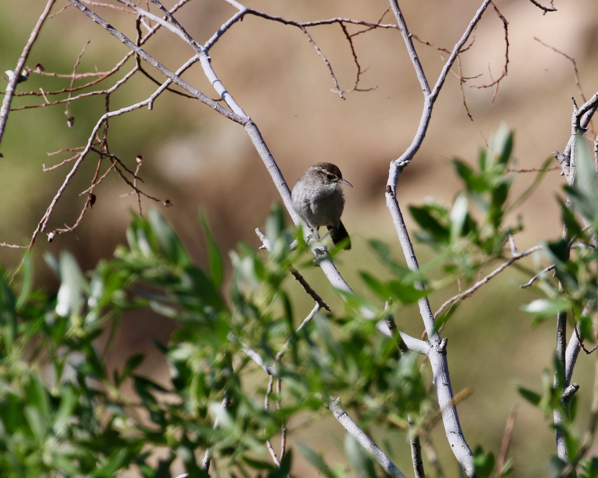 Bewick's Wren - Mickey Dyke