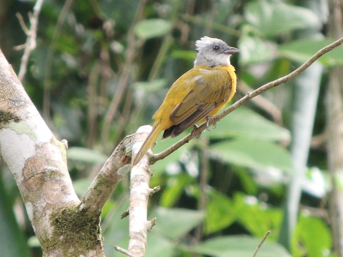 Gray-headed Tanager - ML156790571