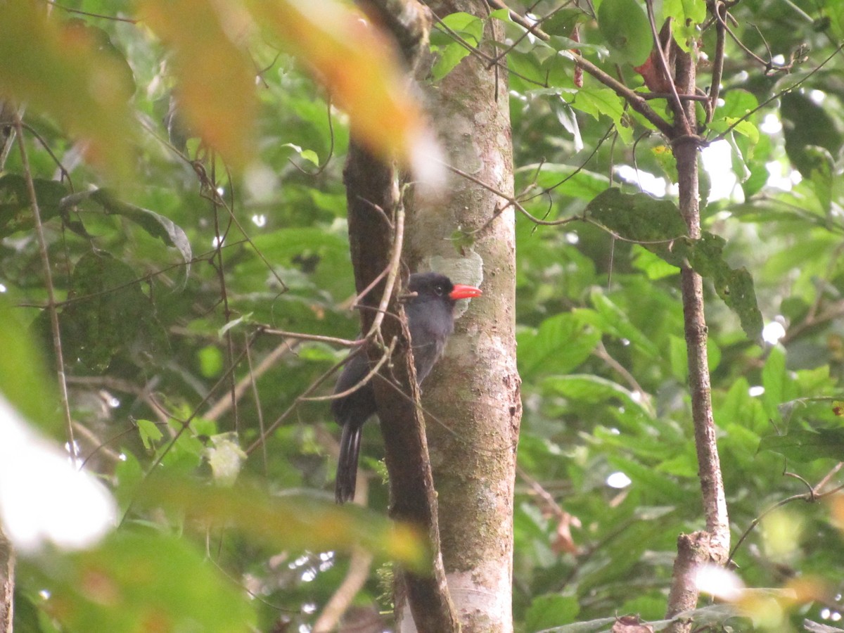 Black-fronted Nunbird - Paola Delgado Sanchez