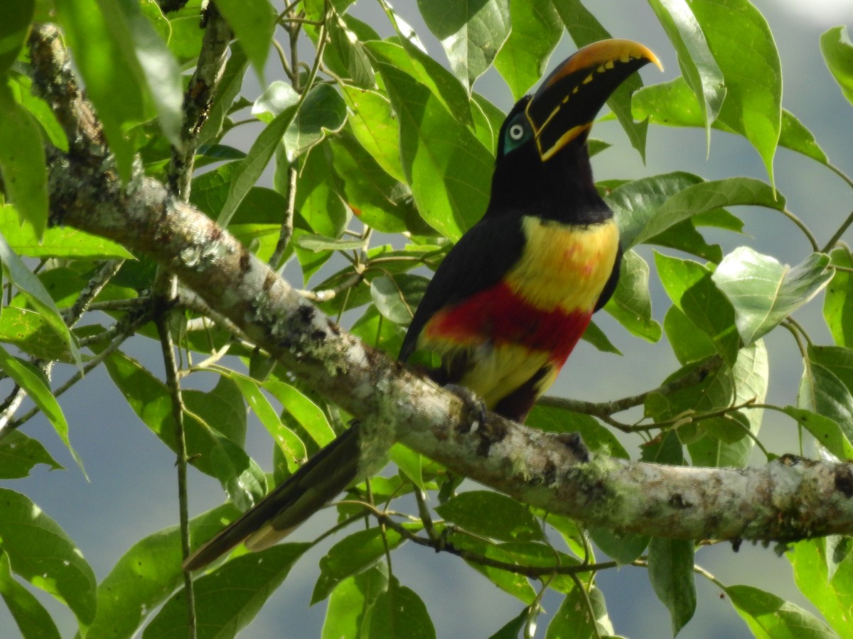 Chestnut-eared Aracari - ML156791271