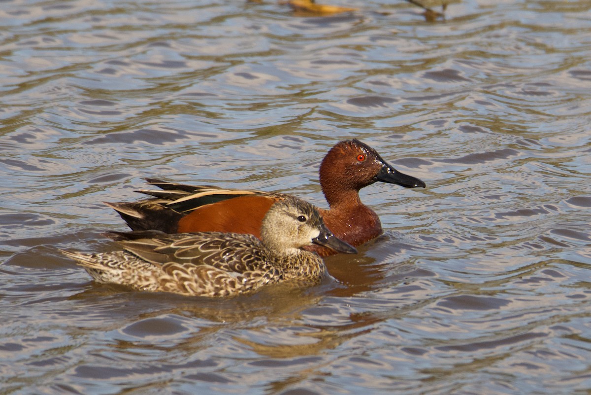 Cinnamon Teal - ML156793101