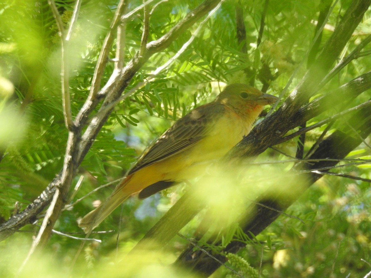 Summer Tanager - ML156793311