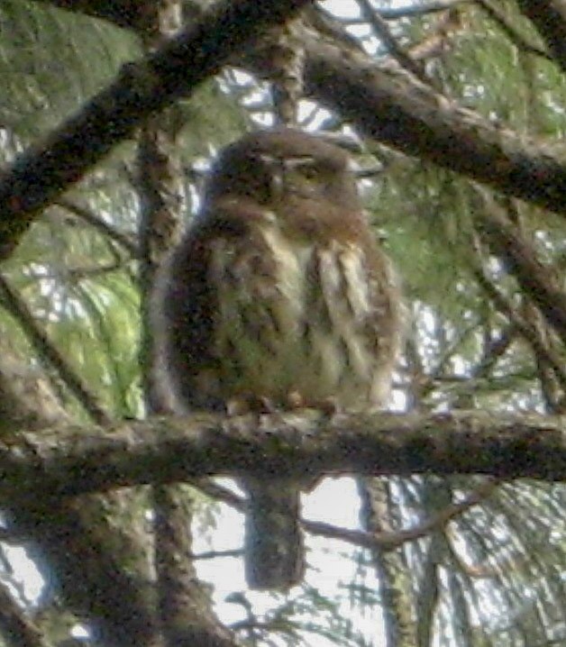Northern Pygmy-Owl (Guatemalan) - ML156794141