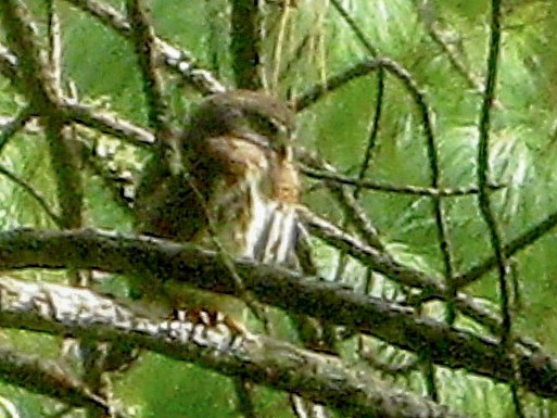Northern Pygmy-Owl (Guatemalan) - ML156794151