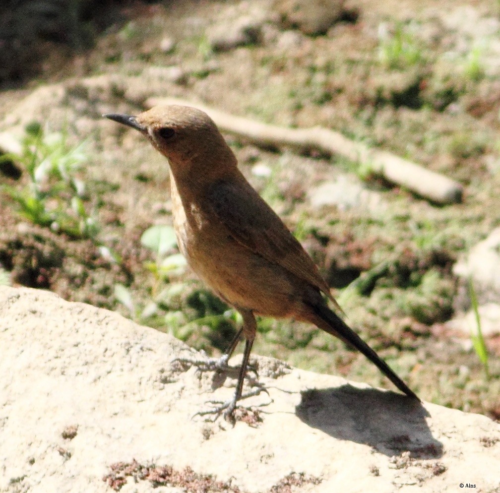 Brown Rock Chat - Ains Priestman