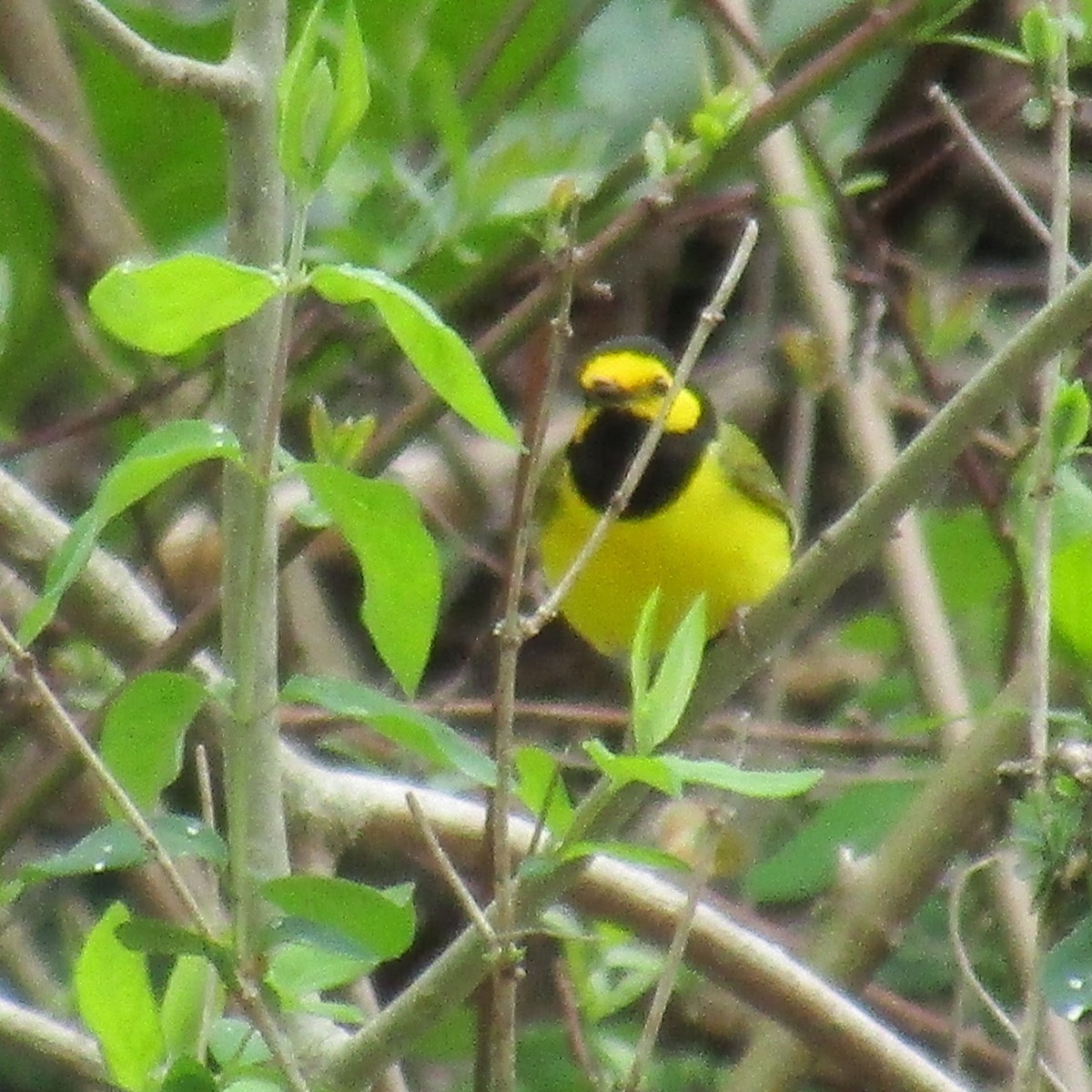 Hooded Warbler - Kim Springer