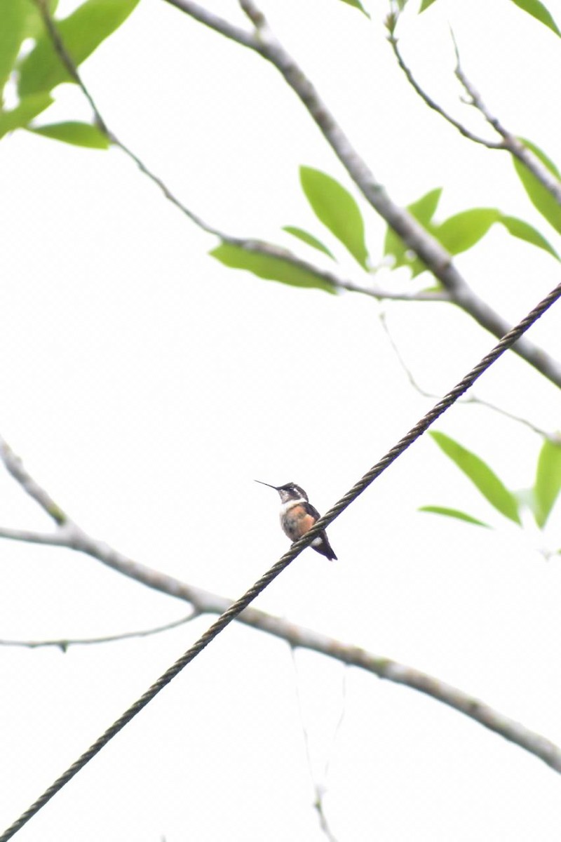 Purple-throated Woodstar - ML156797381
