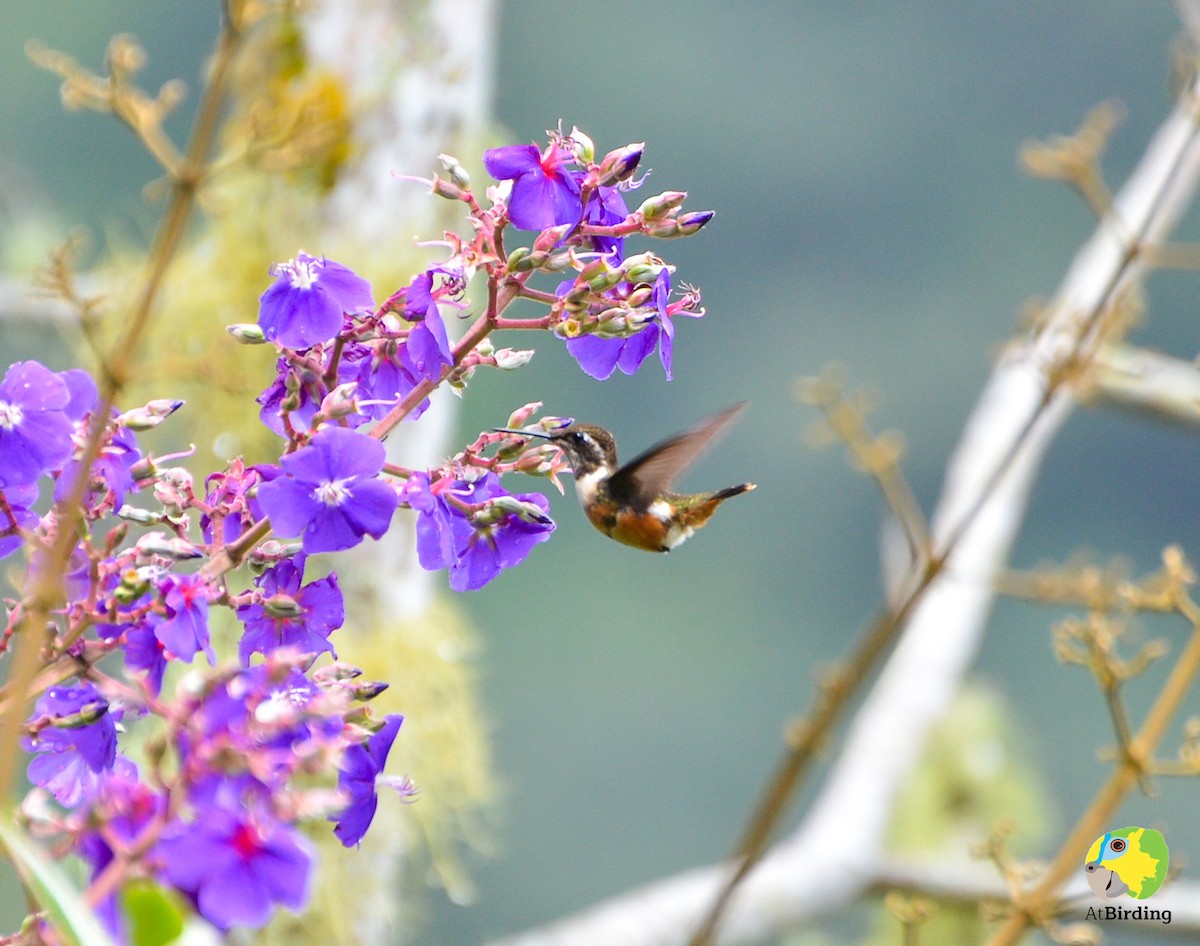 Purple-throated Woodstar - ML156797721