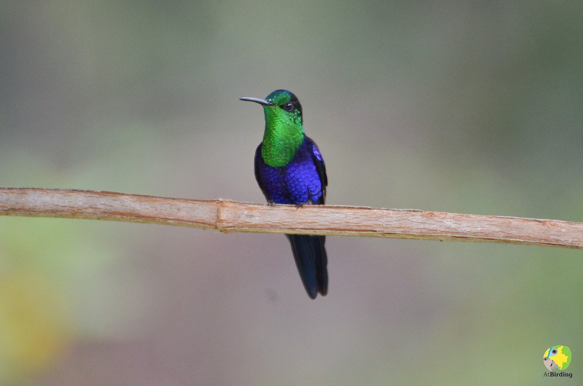 Crowned Woodnymph - ML156797871