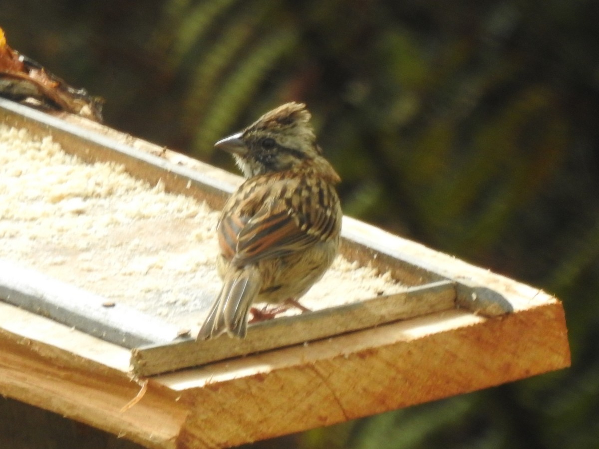 Rufous-collared Sparrow - ML156798391