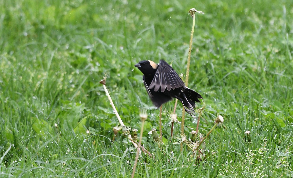 Bobolink - Cesar Castillo