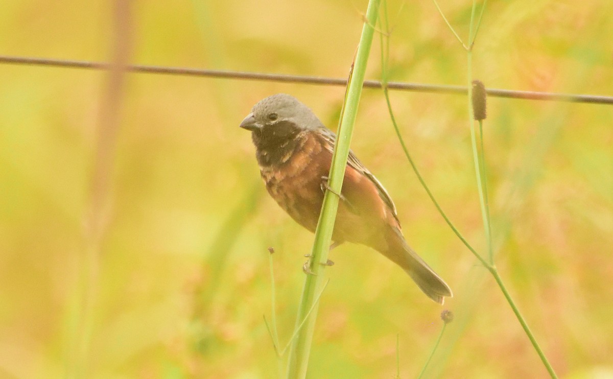 Dark-throated Seedeater - ML156800311