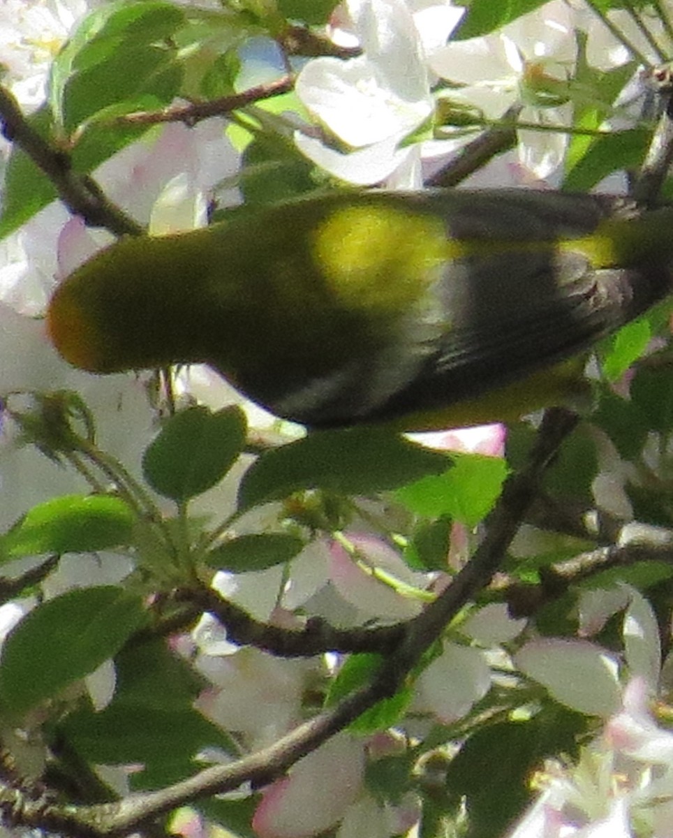 Blue-winged Warbler - ML156800941