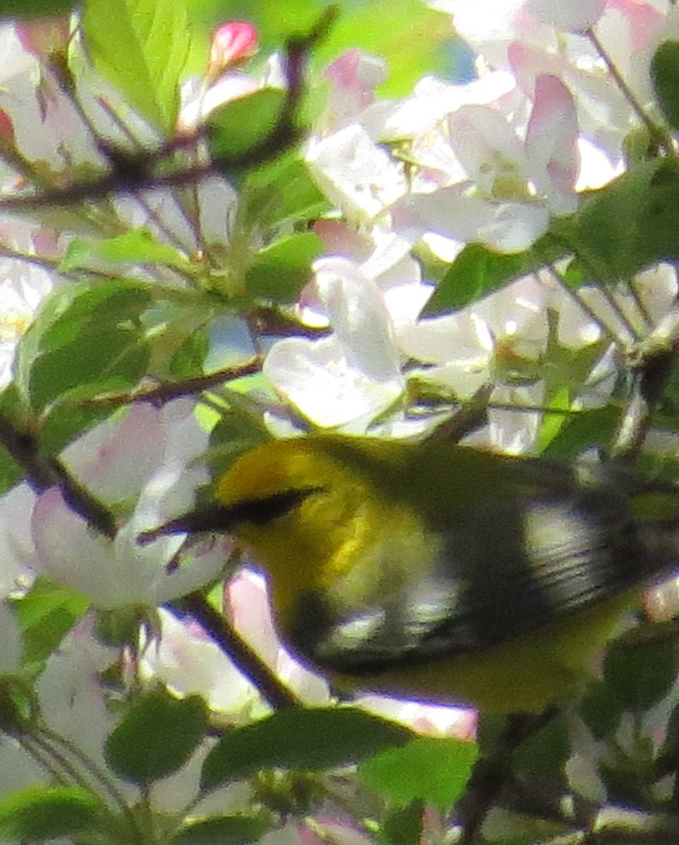 Blue-winged Warbler - ML156800951