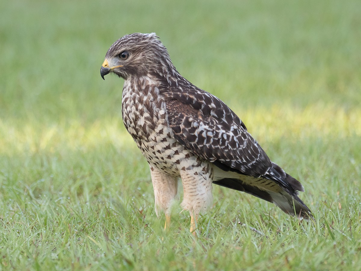 Rotschulterbussard - ML156802521