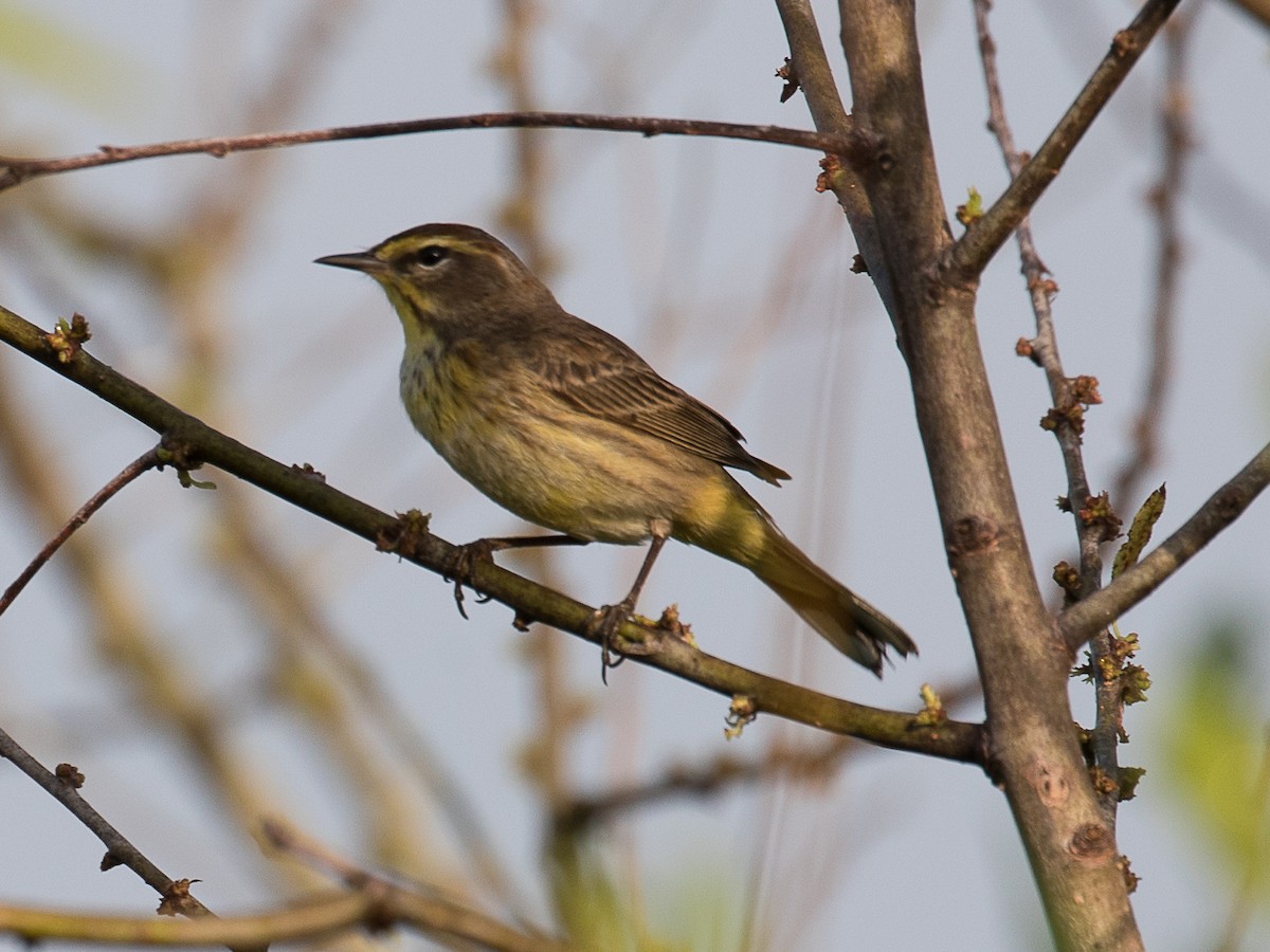 Palm Warbler - Lynette Spence