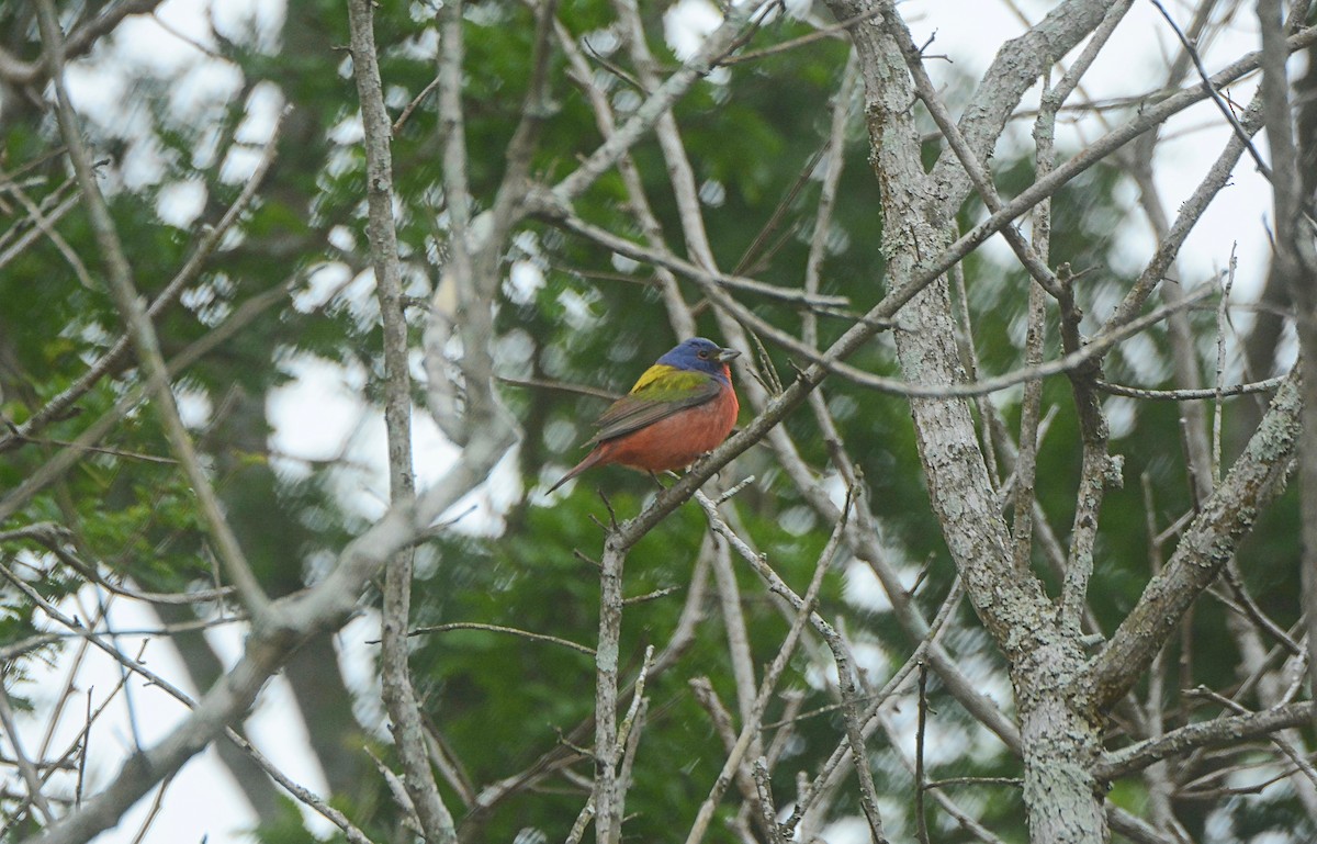 Painted Bunting - ML156803271