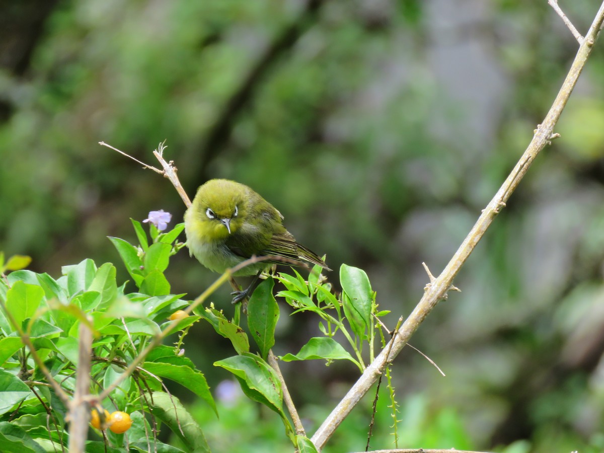 Warbling White-eye - ML156803381