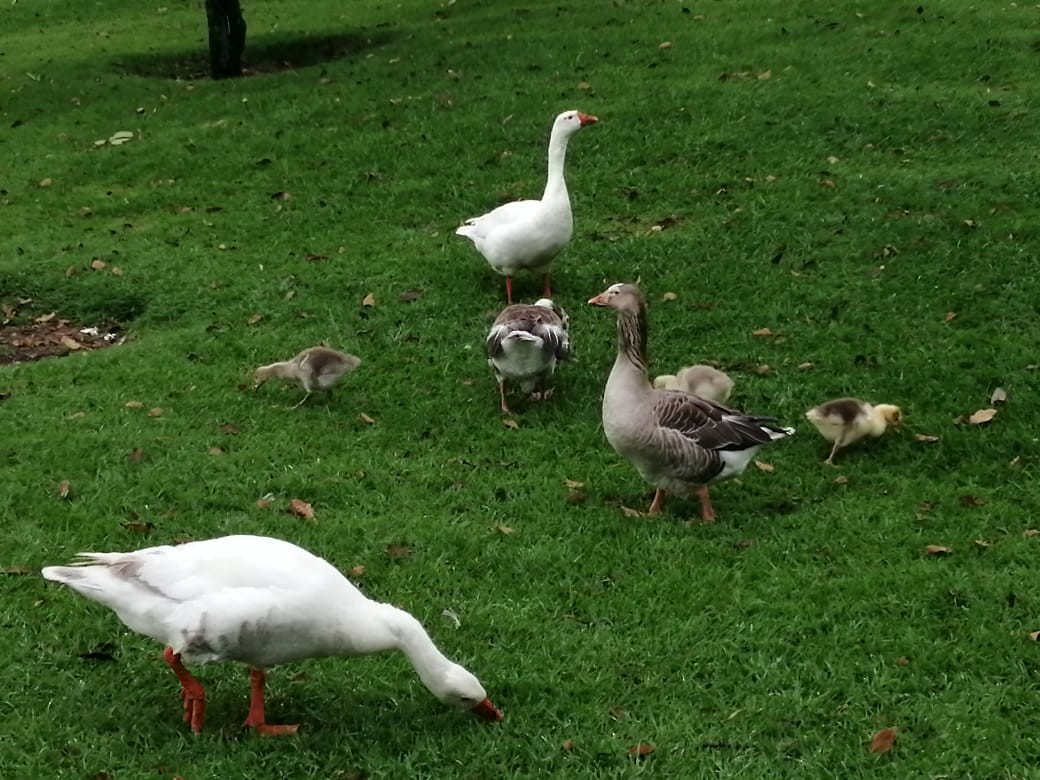 Graylag Goose (Domestic type) - ML156804021