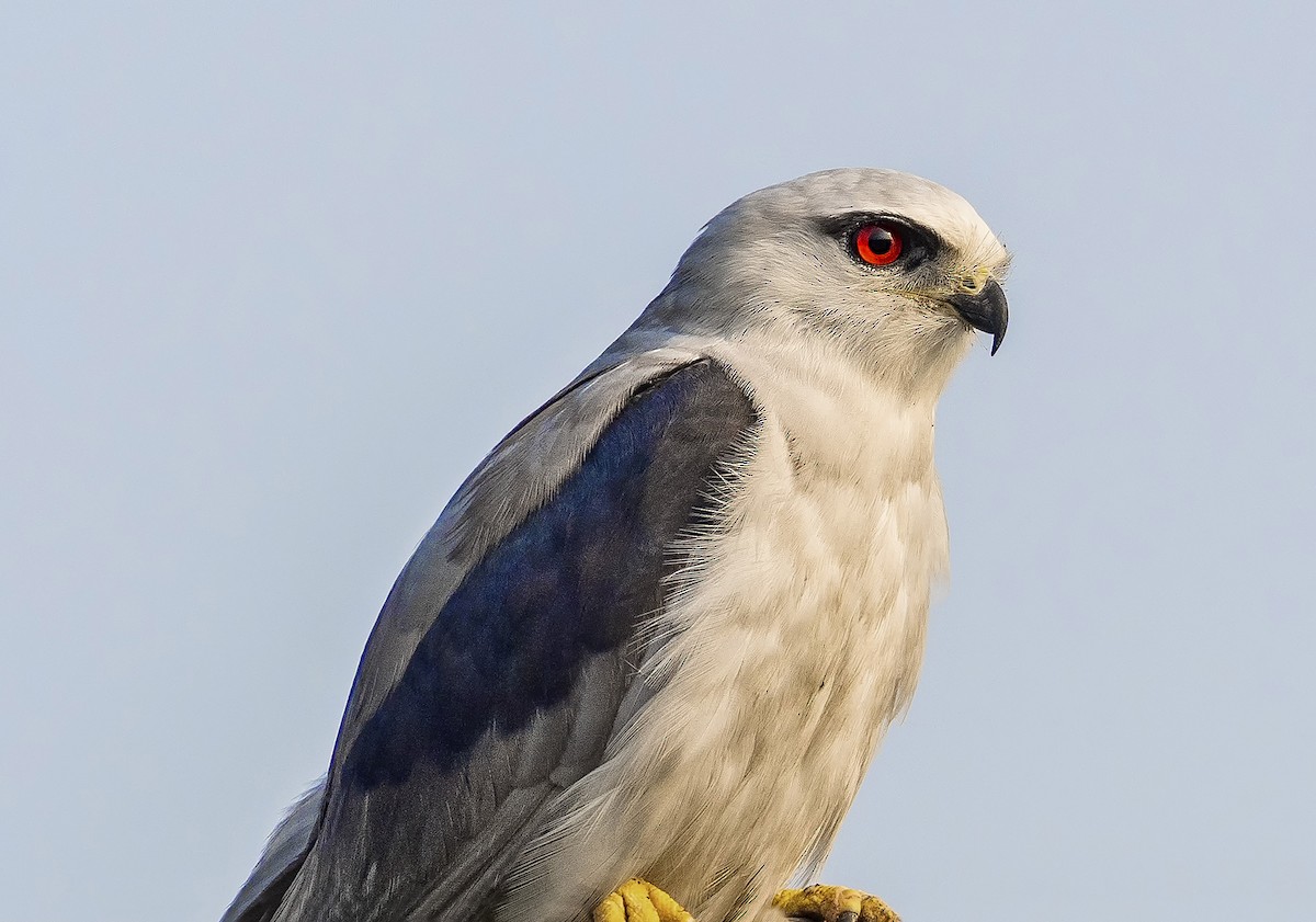 Black-winged Kite - ML156804291