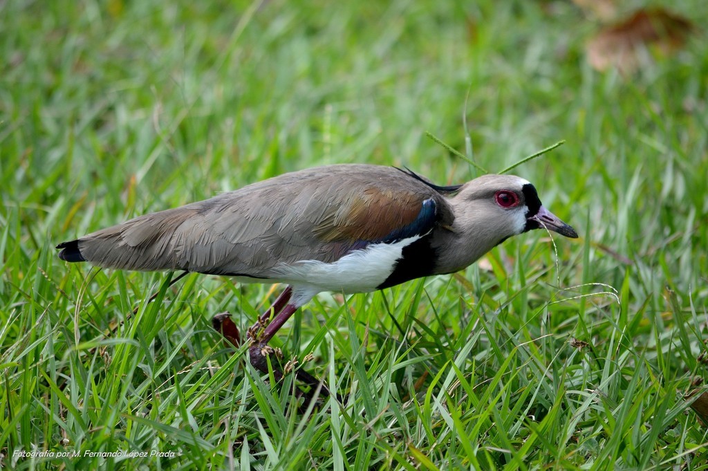 Southern Lapwing - ML156807131