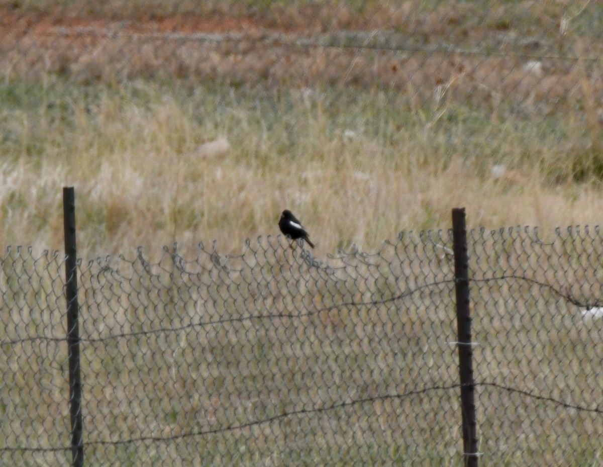 Lark Bunting - Adam Dudley