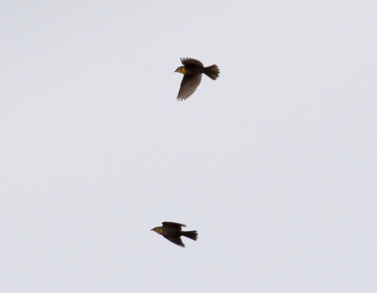 Yellow-headed Blackbird - ML156808641