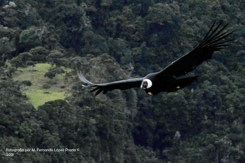 Condor des Andes - ML156808751