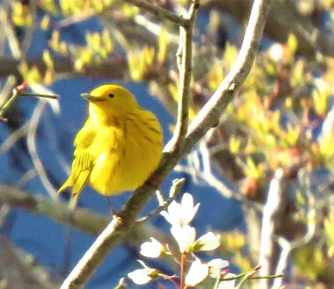 Yellow Warbler - Philip Kyle