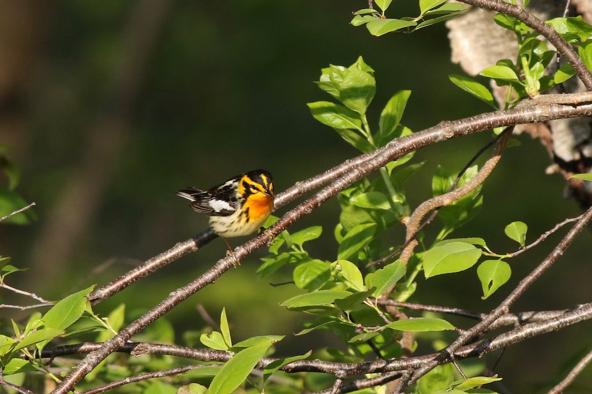 Blackburnian Warbler - ML156813971